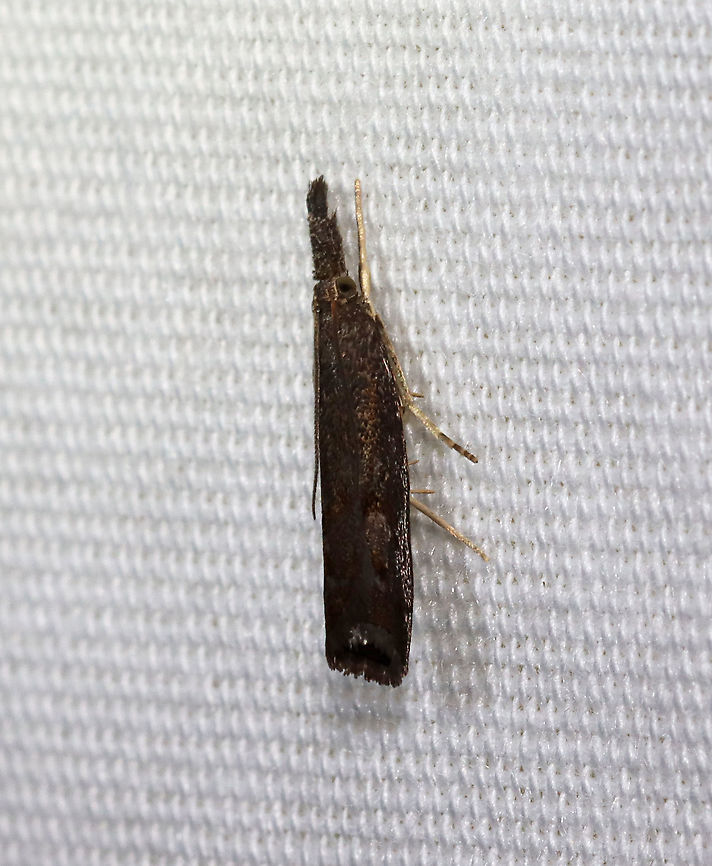 Moth - Neodactria sp. Habitat: Attracted to a 365 nm LED light in a semi-rural area<br />
<br />
2021(126) Geotagged,Neodactria,Summer,United States,moth