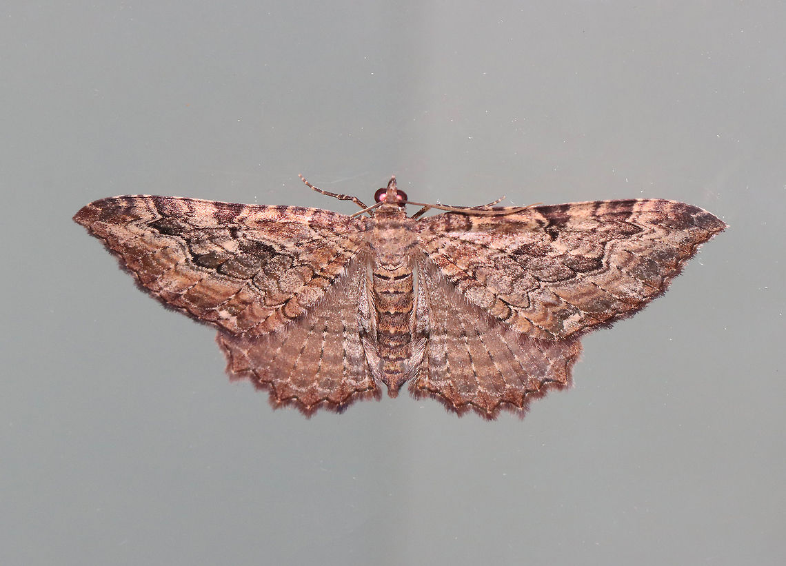 Barberry Geometer - Coryphista meadii WS: ~30-35 mm. FW was brownish. Outer section of PM had outward-pointing tooth.<br />
<br />
Habitat: Attracted to a 365 nm LED light in a rural area<br />
<br />
2021(127) Barberry Geometer,Coryphista,Coryphista meadii,Geometridae,Geotagged,Summer,United States