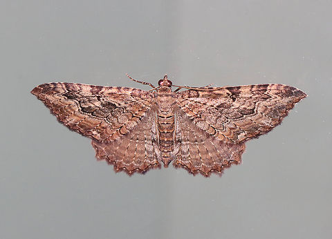 Barberry Geometer - Coryphista meadii WS: ~30-35 mm. FW was brownish. Outer section of PM had outward-pointing tooth.

Habitat: Attracted to a 365 nm LED light in a rural area

2021(127) Barberry Geometer,Coryphista,Coryphista meadii,Geometridae,Geotagged,Summer,United States