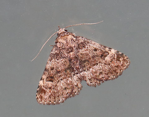 Common Fungus Moth - Metalectra discalis WS: ~22 mm.  Heavily mottled wings; all lines edged with brown bands; black orbicular and reniform spots.  Hosts: Fungi. Status: Common.

Habitat: Attracted to a 365 nm LED light in a rural area

2021(128) Common Fungus Moth,Geotagged,Metalectra,Metalectra discalis,Summer,United States,erebidae,moth
