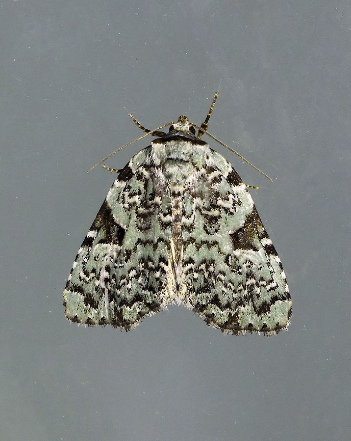Green Leuconycta - Leuconycta diphteroides TL: ~15 mm. Pale green FW marked with scalloped lines. Checkered terminal line and fringe. Hosts: goldenrod and aster. Status: common<br />
<br />
Habitat: Attracted to a 365 nm light in a semi-rural area<br />
<br />
2021(129) Geotagged,Green Leuconycta Moth,Leuconycta,Leuconycta diphteroides,Noctuidae,Summer,United States,moth