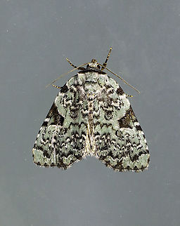 Green Leuconycta - Leuconycta diphteroides TL: ~15 mm. Pale green FW marked with scalloped lines. Checkered terminal line and fringe. Hosts: goldenrod and aster. Status: common

Habitat: Attracted to a 365 nm light in a semi-rural area

2021(129) Geotagged,Green Leuconycta Moth,Leuconycta,Leuconycta diphteroides,Noctuidae,Summer,United States,moth