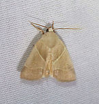 American Dun-bar - Cosmia calami TL: ~15 mm. Straw-colored FW with whitish AM and PM lines converging toward inner margin. Brownish reniform and orbicular spots. Host: Oak. Status: Common<br />
<br />
Habitat: Attracted to a 365 nm LED light in a semi-rural area<br />
<br />
2021(130)<br />
https://www.jungledragon.com/image/117854/american_dun-bar_-_cosmia_calami.html<br />
American Dun-bar,Cosmia calami,Geotagged,Summer,United States
