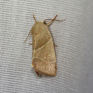 American Dun-bar - Cosmia calami TL: ~15 mm. Straw-colored FW with whitish AM and PM lines converging toward inner margin. Brownish reniform and orbicular spots. Host: Oak. Status: Common

Habitat: Attracted to a 365 nm LED light in a semi-rural area

2021(130)
https://www.jungledragon.com/image/117853/american_dun-bar_-_cosmia_calami.html American Dun-bar,Cosmia,Cosmia calami,Geotagged,Noctuidae,Summer,United States,moth