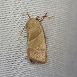 American Dun-bar - Cosmia calami TL: ~15 mm. Straw-colored FW with whitish AM and PM lines converging toward inner margin. Brownish reniform and orbicular spots. Host: Oak. Status: Common<br />
<br />
Habitat: Attracted to a 365 nm LED light in a semi-rural area<br />
<br />
2021(130)<br />
https://www.jungledragon.com/image/117853/american_dun-bar_-_cosmia_calami.html American Dun-bar,Cosmia,Cosmia calami,Geotagged,Noctuidae,Summer,United States,moth
