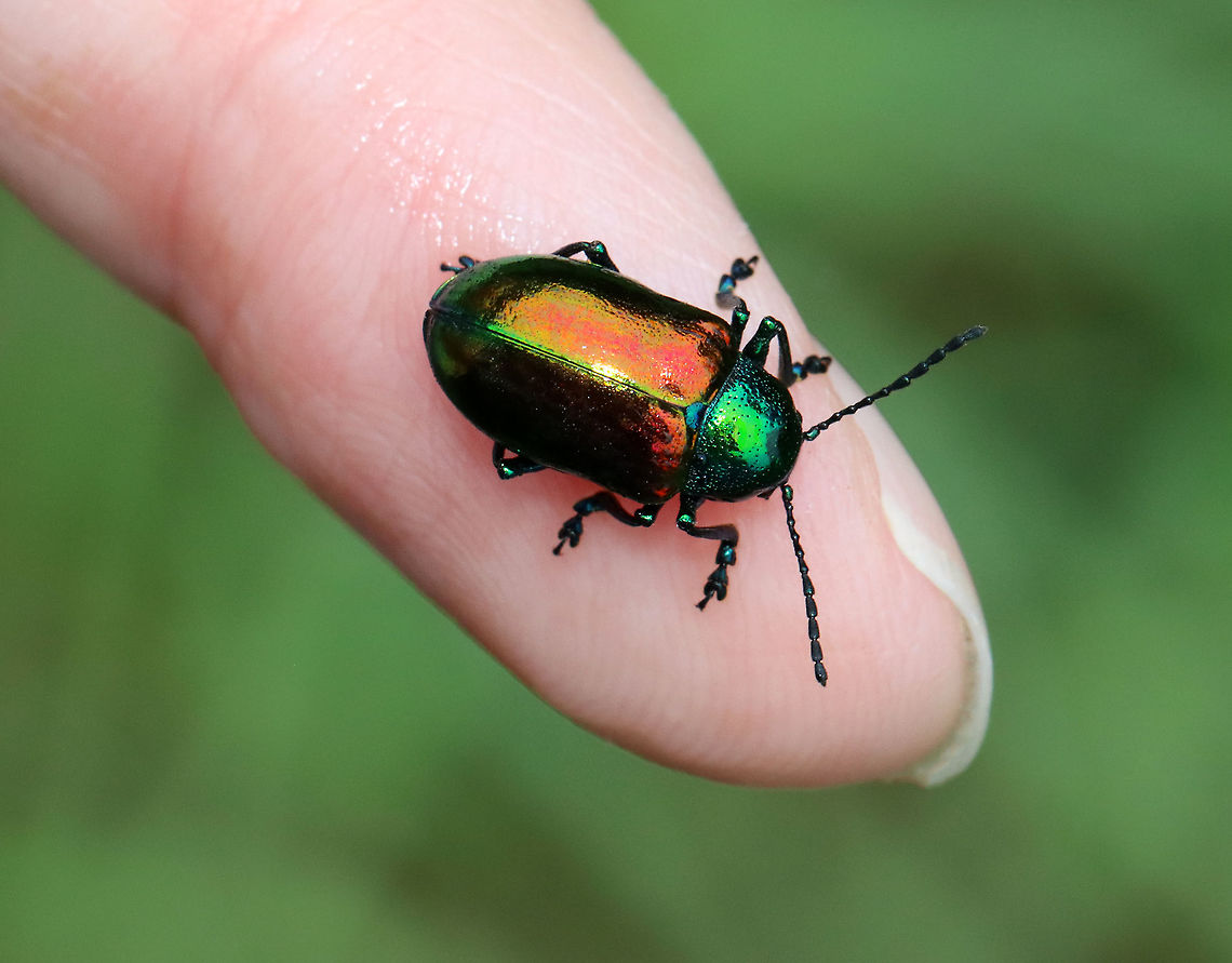 Dogbane Beetle - Chrysochus auratus This is my 10,000th photo on JungleDragon! :)<br />
<br />
Dogbane beetles are iridescent blue-green with metallic copper coloring on their front wings. The legs and antennae are dark blue. They have long, 12-jointed antennae.<br />
<br />
These beetles are named for the dogbane plants that they frequently eat. The plants contain chemicals called cardenolides, which are bitter and toxic to other insects. Dogbane beetles are adapted to be able to eat and store these chemicals in their bodies, which helps to protect them from predators.<br />
<br />
Habitat: Meadow<br />
<figure class="photo"><a href="https://www.jungledragon.com/image/117859/dogbane_beetle_-_chrysochus_auratus.html" title="Dogbane Beetle - Chrysochus auratus"><img src="https://s3.amazonaws.com/media.jungledragon.com/images/3232/117859_thumb.jpg?AWSAccessKeyId=05GMT0V3GWVNE7GGM1R2&Expires=1759968010&Signature=NdxMdp7UHzpf7ZuuRbm4kOuZO5Q%3D" width="200" height="162" alt="Dogbane Beetle - Chrysochus auratus Dogbane beetles are iridescent blue-green with metallic copper coloring on their front wings. The legs and antennae are dark blue. They have long, 12-jointed antennae.<br />
<br />
These beetles are named for the dogbane plants that they frequently eat. The plants contain chemicals called cardenolides, which are bitter and toxic to other insects. Dogbane beetles are adapted to be able to eat and store these chemicals in their bodies, which helps to protect them from predators.<br />
<br />
Habitat: Meadow<br />
https://www.jungledragon.com/image/117859/dogbane_beetle_-_chrysochus_auratus.html<br />
https://www.jungledragon.com/image/117858/dogbane_beetle_-_chrysochus_auratus.html<br />
https://www.jungledragon.com/image/117857/dogbane_beetle_-_chrysochus_auratus.html<br />
https://www.jungledragon.com/image/117856/dogbane_beetle_-_chrysochus_auratus.html<br />
https://www.jungledragon.com/image/117855/dogbane_beetle_-_chrysochus_auratus.html Chrysochus auratus,Dogbane beetle,Geotagged,Summer,United States" /></a></figure><br />
<figure class="photo"><a href="https://www.jungledragon.com/image/117858/dogbane_beetle_-_chrysochus_auratus.html" title="Dogbane Beetle - Chrysochus auratus"><img src="https://s3.amazonaws.com/media.jungledragon.com/images/3232/117858_thumb.jpg?AWSAccessKeyId=05GMT0V3GWVNE7GGM1R2&Expires=1759968010&Signature=invwcwhaqTvya8Dn6hzFTRxud2U%3D" width="200" height="148" alt="Dogbane Beetle - Chrysochus auratus Dogbane beetles are iridescent blue-green with metallic copper coloring on their front wings. The legs and antennae are dark blue. They have long, 12-jointed antennae.<br />
<br />
These beetles are named for the dogbane plants that they frequently eat. The plants contain chemicals called cardenolides, which are bitter and toxic to other insects. Dogbane beetles are adapted to be able to eat and store these chemicals in their bodies, which helps to protect them from predators.<br />
<br />
Habitat: Meadow<br />
https://www.jungledragon.com/image/117859/dogbane_beetle_-_chrysochus_auratus.html<br />
https://www.jungledragon.com/image/117858/dogbane_beetle_-_chrysochus_auratus.html<br />
https://www.jungledragon.com/image/117857/dogbane_beetle_-_chrysochus_auratus.html<br />
https://www.jungledragon.com/image/117856/dogbane_beetle_-_chrysochus_auratus.html<br />
https://www.jungledragon.com/image/117855/dogbane_beetle_-_chrysochus_auratus.html Chrysochus auratus,Dogbane beetle,Geotagged,Summer,United States" /></a></figure><br />
<figure class="photo"><a href="https://www.jungledragon.com/image/117857/dogbane_beetle_-_chrysochus_auratus.html" title="Dogbane Beetle - Chrysochus auratus"><img src="https://s3.amazonaws.com/media.jungledragon.com/images/3232/117857_thumb.jpg?AWSAccessKeyId=05GMT0V3GWVNE7GGM1R2&Expires=1759968010&Signature=OiGgJmzGXYbw0R3WU7JhrUV6KfE%3D" width="200" height="152" alt="Dogbane Beetle - Chrysochus auratus Dogbane beetles are iridescent blue-green with metallic copper coloring on their front wings. The legs and antennae are dark blue. They have long, 12-jointed antennae.<br />
<br />
These beetles are named for the dogbane plants that they frequently eat. The plants contain chemicals called cardenolides, which are bitter and toxic to other insects. Dogbane beetles are adapted to be able to eat and store these chemicals in their bodies, which helps to protect them from predators.<br />
<br />
Habitat: Meadow<br />
https://www.jungledragon.com/image/117859/dogbane_beetle_-_chrysochus_auratus.html<br />
https://www.jungledragon.com/image/117858/dogbane_beetle_-_chrysochus_auratus.html<br />
https://www.jungledragon.com/image/117857/dogbane_beetle_-_chrysochus_auratus.html<br />
https://www.jungledragon.com/image/117856/dogbane_beetle_-_chrysochus_auratus.html<br />
https://www.jungledragon.com/image/117855/dogbane_beetle_-_chrysochus_auratus.html Chrysochus auratus,Chrysomelidae,Dogbane beetle,Geotagged,Summer,United States" /></a></figure><br />
<figure class="photo"><a href="https://www.jungledragon.com/image/117856/dogbane_beetle_-_chrysochus_auratus.html" title="Dogbane Beetle - Chrysochus auratus"><img src="https://s3.amazonaws.com/media.jungledragon.com/images/3232/117856_thumb.jpg?AWSAccessKeyId=05GMT0V3GWVNE7GGM1R2&Expires=1759968010&Signature=frX7gJkhdNv%2FptCppSpT4lMkrV4%3D" width="142" height="152" alt="Dogbane Beetle - Chrysochus auratus Dogbane beetles are iridescent blue-green with metallic copper coloring on their front wings. The legs and antennae are dark blue. They have long, 12-jointed antennae.<br />
<br />
These beetles are named for the dogbane plants that they frequently eat. The plants contain chemicals called cardenolides, which are bitter and toxic to other insects. Dogbane beetles are adapted to be able to eat and store these chemicals in their bodies, which helps to protect them from predators.<br />
<br />
Habitat: Meadow<br />
https://www.jungledragon.com/image/117859/dogbane_beetle_-_chrysochus_auratus.html<br />
https://www.jungledragon.com/image/117858/dogbane_beetle_-_chrysochus_auratus.html<br />
https://www.jungledragon.com/image/117857/dogbane_beetle_-_chrysochus_auratus.html<br />
https://www.jungledragon.com/image/117856/dogbane_beetle_-_chrysochus_auratus.html<br />
https://www.jungledragon.com/image/117855/dogbane_beetle_-_chrysochus_auratus.html Chrysochus auratus,Dogbane beetle,Geotagged,Summer,United States" /></a></figure><br />
<figure class="photo"><a href="https://www.jungledragon.com/image/117855/dogbane_beetle_-_chrysochus_auratus.html" title="Dogbane Beetle - Chrysochus auratus"><img src="https://s3.amazonaws.com/media.jungledragon.com/images/3232/117855_thumb.jpg?AWSAccessKeyId=05GMT0V3GWVNE7GGM1R2&Expires=1759968010&Signature=CXT5dOB5%2FirC5JFoPOVP4nUSN7E%3D" width="200" height="158" alt="Dogbane Beetle - Chrysochus auratus This is my 10,000th photo on JungleDragon! :)<br />
<br />
Dogbane beetles are iridescent blue-green with metallic copper coloring on their front wings. The legs and antennae are dark blue. They have long, 12-jointed antennae.<br />
<br />
These beetles are named for the dogbane plants that they frequently eat. The plants contain chemicals called cardenolides, which are bitter and toxic to other insects. Dogbane beetles are adapted to be able to eat and store these chemicals in their bodies, which helps to protect them from predators.<br />
<br />
Habitat: Meadow<br />
https://www.jungledragon.com/image/117859/dogbane_beetle_-_chrysochus_auratus.html<br />
https://www.jungledragon.com/image/117858/dogbane_beetle_-_chrysochus_auratus.html<br />
https://www.jungledragon.com/image/117857/dogbane_beetle_-_chrysochus_auratus.html<br />
https://www.jungledragon.com/image/117856/dogbane_beetle_-_chrysochus_auratus.html<br />
https://www.jungledragon.com/image/117855/dogbane_beetle_-_chrysochus_auratus.html Chrysochus,Chrysochus auratus,Coleoptera,Dogbane beetle,Geotagged,Summer,United States,beetle" /></a></figure> Chrysochus,Chrysochus auratus,Coleoptera,Dogbane beetle,Geotagged,Summer,United States,beetle