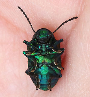 Dogbane Beetle - Chrysochus auratus Dogbane beetles are iridescent blue-green with metallic copper coloring on their front wings. The legs and antennae are dark blue. They have long, 12-jointed antennae.

These beetles are named for the dogbane plants that they frequently eat. The plants contain chemicals called cardenolides, which are bitter and toxic to other insects. Dogbane beetles are adapted to be able to eat and store these chemicals in their bodies, which helps to protect them from predators.

Habitat: Meadow
https://www.jungledragon.com/image/117859/dogbane_beetle_-_chrysochus_auratus.html
https://www.jungledragon.com/image/117858/dogbane_beetle_-_chrysochus_auratus.html
https://www.jungledragon.com/image/117857/dogbane_beetle_-_chrysochus_auratus.html
https://www.jungledragon.com/image/117856/dogbane_beetle_-_chrysochus_auratus.html
https://www.jungledragon.com/image/117855/dogbane_beetle_-_chrysochus_auratus.html Chrysochus auratus,Dogbane beetle,Geotagged,Summer,United States