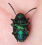 Dogbane Beetle - Chrysochus auratus Dogbane beetles are iridescent blue-green with metallic copper coloring on their front wings. The legs and antennae are dark blue. They have long, 12-jointed antennae.<br />
<br />
These beetles are named for the dogbane plants that they frequently eat. The plants contain chemicals called cardenolides, which are bitter and toxic to other insects. Dogbane beetles are adapted to be able to eat and store these chemicals in their bodies, which helps to protect them from predators.<br />
<br />
Habitat: Meadow<br />
https://www.jungledragon.com/image/117859/dogbane_beetle_-_chrysochus_auratus.html<br />
https://www.jungledragon.com/image/117858/dogbane_beetle_-_chrysochus_auratus.html<br />
https://www.jungledragon.com/image/117857/dogbane_beetle_-_chrysochus_auratus.html<br />
https://www.jungledragon.com/image/117856/dogbane_beetle_-_chrysochus_auratus.html<br />
https://www.jungledragon.com/image/117855/dogbane_beetle_-_chrysochus_auratus.html Chrysochus auratus,Dogbane beetle,Geotagged,Summer,United States