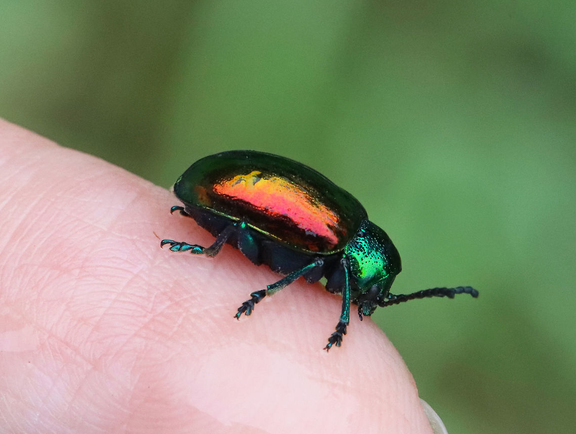 Dogbane Beetle - Chrysochus auratus Dogbane beetles are iridescent blue-green with metallic copper coloring on their front wings. The legs and antennae are dark blue. They have long, 12-jointed antennae.<br />
<br />
These beetles are named for the dogbane plants that they frequently eat. The plants contain chemicals called cardenolides, which are bitter and toxic to other insects. Dogbane beetles are adapted to be able to eat and store these chemicals in their bodies, which helps to protect them from predators.<br />
<br />
Habitat: Meadow<br />
<figure class="photo"><a href="https://www.jungledragon.com/image/117859/dogbane_beetle_-_chrysochus_auratus.html" title="Dogbane Beetle - Chrysochus auratus"><img src="https://s3.amazonaws.com/media.jungledragon.com/images/3232/117859_thumb.jpg?AWSAccessKeyId=05GMT0V3GWVNE7GGM1R2&Expires=1769040010&Signature=nTnJf%2FATU0rQKTWgfI7k210iBPk%3D" width="200" height="162" alt="Dogbane Beetle - Chrysochus auratus Dogbane beetles are iridescent blue-green with metallic copper coloring on their front wings. The legs and antennae are dark blue. They have long, 12-jointed antennae.<br />
<br />
These beetles are named for the dogbane plants that they frequently eat. The plants contain chemicals called cardenolides, which are bitter and toxic to other insects. Dogbane beetles are adapted to be able to eat and store these chemicals in their bodies, which helps to protect them from predators.<br />
<br />
Habitat: Meadow<br />
https://www.jungledragon.com/image/117859/dogbane_beetle_-_chrysochus_auratus.html<br />
https://www.jungledragon.com/image/117858/dogbane_beetle_-_chrysochus_auratus.html<br />
https://www.jungledragon.com/image/117857/dogbane_beetle_-_chrysochus_auratus.html<br />
https://www.jungledragon.com/image/117856/dogbane_beetle_-_chrysochus_auratus.html<br />
https://www.jungledragon.com/image/117855/dogbane_beetle_-_chrysochus_auratus.html Chrysochus auratus,Dogbane beetle,Geotagged,Summer,United States" /></a></figure><br />
<figure class="photo"><a href="https://www.jungledragon.com/image/117858/dogbane_beetle_-_chrysochus_auratus.html" title="Dogbane Beetle - Chrysochus auratus"><img src="https://s3.amazonaws.com/media.jungledragon.com/images/3232/117858_thumb.jpg?AWSAccessKeyId=05GMT0V3GWVNE7GGM1R2&Expires=1769040010&Signature=%2Bs%2FDKoFVbvrj2jFAoDiUhTcS9Ms%3D" width="200" height="148" alt="Dogbane Beetle - Chrysochus auratus Dogbane beetles are iridescent blue-green with metallic copper coloring on their front wings. The legs and antennae are dark blue. They have long, 12-jointed antennae.<br />
<br />
These beetles are named for the dogbane plants that they frequently eat. The plants contain chemicals called cardenolides, which are bitter and toxic to other insects. Dogbane beetles are adapted to be able to eat and store these chemicals in their bodies, which helps to protect them from predators.<br />
<br />
Habitat: Meadow<br />
https://www.jungledragon.com/image/117859/dogbane_beetle_-_chrysochus_auratus.html<br />
https://www.jungledragon.com/image/117858/dogbane_beetle_-_chrysochus_auratus.html<br />
https://www.jungledragon.com/image/117857/dogbane_beetle_-_chrysochus_auratus.html<br />
https://www.jungledragon.com/image/117856/dogbane_beetle_-_chrysochus_auratus.html<br />
https://www.jungledragon.com/image/117855/dogbane_beetle_-_chrysochus_auratus.html Chrysochus auratus,Dogbane beetle,Geotagged,Summer,United States" /></a></figure><br />
<figure class="photo"><a href="https://www.jungledragon.com/image/117857/dogbane_beetle_-_chrysochus_auratus.html" title="Dogbane Beetle - Chrysochus auratus"><img src="https://s3.amazonaws.com/media.jungledragon.com/images/3232/117857_thumb.jpg?AWSAccessKeyId=05GMT0V3GWVNE7GGM1R2&Expires=1769040010&Signature=iBIRIKFzcHBA45y4%2FrEKa7pXqKE%3D" width="200" height="152" alt="Dogbane Beetle - Chrysochus auratus Dogbane beetles are iridescent blue-green with metallic copper coloring on their front wings. The legs and antennae are dark blue. They have long, 12-jointed antennae.<br />
<br />
These beetles are named for the dogbane plants that they frequently eat. The plants contain chemicals called cardenolides, which are bitter and toxic to other insects. Dogbane beetles are adapted to be able to eat and store these chemicals in their bodies, which helps to protect them from predators.<br />
<br />
Habitat: Meadow<br />
https://www.jungledragon.com/image/117859/dogbane_beetle_-_chrysochus_auratus.html<br />
https://www.jungledragon.com/image/117858/dogbane_beetle_-_chrysochus_auratus.html<br />
https://www.jungledragon.com/image/117857/dogbane_beetle_-_chrysochus_auratus.html<br />
https://www.jungledragon.com/image/117856/dogbane_beetle_-_chrysochus_auratus.html<br />
https://www.jungledragon.com/image/117855/dogbane_beetle_-_chrysochus_auratus.html Chrysochus auratus,Chrysomelidae,Dogbane beetle,Geotagged,Summer,United States" /></a></figure><br />
<figure class="photo"><a href="https://www.jungledragon.com/image/117856/dogbane_beetle_-_chrysochus_auratus.html" title="Dogbane Beetle - Chrysochus auratus"><img src="https://s3.amazonaws.com/media.jungledragon.com/images/3232/117856_thumb.jpg?AWSAccessKeyId=05GMT0V3GWVNE7GGM1R2&Expires=1769040010&Signature=6FtLM%2F761lBCCziW1N3Rm%2FT7efo%3D" width="142" height="152" alt="Dogbane Beetle - Chrysochus auratus Dogbane beetles are iridescent blue-green with metallic copper coloring on their front wings. The legs and antennae are dark blue. They have long, 12-jointed antennae.<br />
<br />
These beetles are named for the dogbane plants that they frequently eat. The plants contain chemicals called cardenolides, which are bitter and toxic to other insects. Dogbane beetles are adapted to be able to eat and store these chemicals in their bodies, which helps to protect them from predators.<br />
<br />
Habitat: Meadow<br />
https://www.jungledragon.com/image/117859/dogbane_beetle_-_chrysochus_auratus.html<br />
https://www.jungledragon.com/image/117858/dogbane_beetle_-_chrysochus_auratus.html<br />
https://www.jungledragon.com/image/117857/dogbane_beetle_-_chrysochus_auratus.html<br />
https://www.jungledragon.com/image/117856/dogbane_beetle_-_chrysochus_auratus.html<br />
https://www.jungledragon.com/image/117855/dogbane_beetle_-_chrysochus_auratus.html Chrysochus auratus,Dogbane beetle,Geotagged,Summer,United States" /></a></figure><br />
<figure class="photo"><a href="https://www.jungledragon.com/image/117855/dogbane_beetle_-_chrysochus_auratus.html" title="Dogbane Beetle - Chrysochus auratus"><img src="https://s3.amazonaws.com/media.jungledragon.com/images/3232/117855_thumb.jpg?AWSAccessKeyId=05GMT0V3GWVNE7GGM1R2&Expires=1769040010&Signature=xVmi0DXhnMMPyhijI%2F2TSeAJTDA%3D" width="200" height="158" alt="Dogbane Beetle - Chrysochus auratus This is my 10,000th photo on JungleDragon! :)<br />
<br />
Dogbane beetles are iridescent blue-green with metallic copper coloring on their front wings. The legs and antennae are dark blue. They have long, 12-jointed antennae.<br />
<br />
These beetles are named for the dogbane plants that they frequently eat. The plants contain chemicals called cardenolides, which are bitter and toxic to other insects. Dogbane beetles are adapted to be able to eat and store these chemicals in their bodies, which helps to protect them from predators.<br />
<br />
Habitat: Meadow<br />
https://www.jungledragon.com/image/117859/dogbane_beetle_-_chrysochus_auratus.html<br />
https://www.jungledragon.com/image/117858/dogbane_beetle_-_chrysochus_auratus.html<br />
https://www.jungledragon.com/image/117857/dogbane_beetle_-_chrysochus_auratus.html<br />
https://www.jungledragon.com/image/117856/dogbane_beetle_-_chrysochus_auratus.html<br />
https://www.jungledragon.com/image/117855/dogbane_beetle_-_chrysochus_auratus.html Chrysochus,Chrysochus auratus,Coleoptera,Dogbane beetle,Geotagged,Summer,United States,beetle" /></a></figure> Chrysochus auratus,Chrysomelidae,Dogbane beetle,Geotagged,Summer,United States