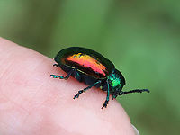 Dogbane Beetle - Chrysochus auratus Dogbane beetles are iridescent blue-green with metallic copper coloring on their front wings. The legs and antennae are dark blue. They have long, 12-jointed antennae.<br />
<br />
These beetles are named for the dogbane plants that they frequently eat. The plants contain chemicals called cardenolides, which are bitter and toxic to other insects. Dogbane beetles are adapted to be able to eat and store these chemicals in their bodies, which helps to protect them from predators.<br />
<br />
Habitat: Meadow<br />
https://www.jungledragon.com/image/117859/dogbane_beetle_-_chrysochus_auratus.html<br />
https://www.jungledragon.com/image/117858/dogbane_beetle_-_chrysochus_auratus.html<br />
https://www.jungledragon.com/image/117857/dogbane_beetle_-_chrysochus_auratus.html<br />
https://www.jungledragon.com/image/117856/dogbane_beetle_-_chrysochus_auratus.html<br />
https://www.jungledragon.com/image/117855/dogbane_beetle_-_chrysochus_auratus.html Chrysochus auratus,Chrysomelidae,Dogbane beetle,Geotagged,Summer,United States