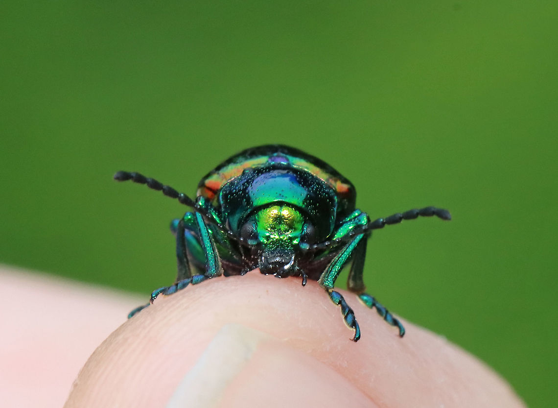 Dogbane Beetle - Chrysochus auratus Dogbane beetles are iridescent blue-green with metallic copper coloring on their front wings. The legs and antennae are dark blue. They have long, 12-jointed antennae.<br />
<br />
These beetles are named for the dogbane plants that they frequently eat. The plants contain chemicals called cardenolides, which are bitter and toxic to other insects. Dogbane beetles are adapted to be able to eat and store these chemicals in their bodies, which helps to protect them from predators.<br />
<br />
Habitat: Meadow<br />
<figure class="photo"><a href="https://www.jungledragon.com/image/117859/dogbane_beetle_-_chrysochus_auratus.html" title="Dogbane Beetle - Chrysochus auratus"><img src="https://s3.amazonaws.com/media.jungledragon.com/images/3232/117859_thumb.jpg?AWSAccessKeyId=05GMT0V3GWVNE7GGM1R2&Expires=1759968010&Signature=NdxMdp7UHzpf7ZuuRbm4kOuZO5Q%3D" width="200" height="162" alt="Dogbane Beetle - Chrysochus auratus Dogbane beetles are iridescent blue-green with metallic copper coloring on their front wings. The legs and antennae are dark blue. They have long, 12-jointed antennae.<br />
<br />
These beetles are named for the dogbane plants that they frequently eat. The plants contain chemicals called cardenolides, which are bitter and toxic to other insects. Dogbane beetles are adapted to be able to eat and store these chemicals in their bodies, which helps to protect them from predators.<br />
<br />
Habitat: Meadow<br />
https://www.jungledragon.com/image/117859/dogbane_beetle_-_chrysochus_auratus.html<br />
https://www.jungledragon.com/image/117858/dogbane_beetle_-_chrysochus_auratus.html<br />
https://www.jungledragon.com/image/117857/dogbane_beetle_-_chrysochus_auratus.html<br />
https://www.jungledragon.com/image/117856/dogbane_beetle_-_chrysochus_auratus.html<br />
https://www.jungledragon.com/image/117855/dogbane_beetle_-_chrysochus_auratus.html Chrysochus auratus,Dogbane beetle,Geotagged,Summer,United States" /></a></figure><br />
<figure class="photo"><a href="https://www.jungledragon.com/image/117858/dogbane_beetle_-_chrysochus_auratus.html" title="Dogbane Beetle - Chrysochus auratus"><img src="https://s3.amazonaws.com/media.jungledragon.com/images/3232/117858_thumb.jpg?AWSAccessKeyId=05GMT0V3GWVNE7GGM1R2&Expires=1759968010&Signature=invwcwhaqTvya8Dn6hzFTRxud2U%3D" width="200" height="148" alt="Dogbane Beetle - Chrysochus auratus Dogbane beetles are iridescent blue-green with metallic copper coloring on their front wings. The legs and antennae are dark blue. They have long, 12-jointed antennae.<br />
<br />
These beetles are named for the dogbane plants that they frequently eat. The plants contain chemicals called cardenolides, which are bitter and toxic to other insects. Dogbane beetles are adapted to be able to eat and store these chemicals in their bodies, which helps to protect them from predators.<br />
<br />
Habitat: Meadow<br />
https://www.jungledragon.com/image/117859/dogbane_beetle_-_chrysochus_auratus.html<br />
https://www.jungledragon.com/image/117858/dogbane_beetle_-_chrysochus_auratus.html<br />
https://www.jungledragon.com/image/117857/dogbane_beetle_-_chrysochus_auratus.html<br />
https://www.jungledragon.com/image/117856/dogbane_beetle_-_chrysochus_auratus.html<br />
https://www.jungledragon.com/image/117855/dogbane_beetle_-_chrysochus_auratus.html Chrysochus auratus,Dogbane beetle,Geotagged,Summer,United States" /></a></figure><br />
<figure class="photo"><a href="https://www.jungledragon.com/image/117857/dogbane_beetle_-_chrysochus_auratus.html" title="Dogbane Beetle - Chrysochus auratus"><img src="https://s3.amazonaws.com/media.jungledragon.com/images/3232/117857_thumb.jpg?AWSAccessKeyId=05GMT0V3GWVNE7GGM1R2&Expires=1759968010&Signature=OiGgJmzGXYbw0R3WU7JhrUV6KfE%3D" width="200" height="152" alt="Dogbane Beetle - Chrysochus auratus Dogbane beetles are iridescent blue-green with metallic copper coloring on their front wings. The legs and antennae are dark blue. They have long, 12-jointed antennae.<br />
<br />
These beetles are named for the dogbane plants that they frequently eat. The plants contain chemicals called cardenolides, which are bitter and toxic to other insects. Dogbane beetles are adapted to be able to eat and store these chemicals in their bodies, which helps to protect them from predators.<br />
<br />
Habitat: Meadow<br />
https://www.jungledragon.com/image/117859/dogbane_beetle_-_chrysochus_auratus.html<br />
https://www.jungledragon.com/image/117858/dogbane_beetle_-_chrysochus_auratus.html<br />
https://www.jungledragon.com/image/117857/dogbane_beetle_-_chrysochus_auratus.html<br />
https://www.jungledragon.com/image/117856/dogbane_beetle_-_chrysochus_auratus.html<br />
https://www.jungledragon.com/image/117855/dogbane_beetle_-_chrysochus_auratus.html Chrysochus auratus,Chrysomelidae,Dogbane beetle,Geotagged,Summer,United States" /></a></figure><br />
<figure class="photo"><a href="https://www.jungledragon.com/image/117856/dogbane_beetle_-_chrysochus_auratus.html" title="Dogbane Beetle - Chrysochus auratus"><img src="https://s3.amazonaws.com/media.jungledragon.com/images/3232/117856_thumb.jpg?AWSAccessKeyId=05GMT0V3GWVNE7GGM1R2&Expires=1759968010&Signature=frX7gJkhdNv%2FptCppSpT4lMkrV4%3D" width="142" height="152" alt="Dogbane Beetle - Chrysochus auratus Dogbane beetles are iridescent blue-green with metallic copper coloring on their front wings. The legs and antennae are dark blue. They have long, 12-jointed antennae.<br />
<br />
These beetles are named for the dogbane plants that they frequently eat. The plants contain chemicals called cardenolides, which are bitter and toxic to other insects. Dogbane beetles are adapted to be able to eat and store these chemicals in their bodies, which helps to protect them from predators.<br />
<br />
Habitat: Meadow<br />
https://www.jungledragon.com/image/117859/dogbane_beetle_-_chrysochus_auratus.html<br />
https://www.jungledragon.com/image/117858/dogbane_beetle_-_chrysochus_auratus.html<br />
https://www.jungledragon.com/image/117857/dogbane_beetle_-_chrysochus_auratus.html<br />
https://www.jungledragon.com/image/117856/dogbane_beetle_-_chrysochus_auratus.html<br />
https://www.jungledragon.com/image/117855/dogbane_beetle_-_chrysochus_auratus.html Chrysochus auratus,Dogbane beetle,Geotagged,Summer,United States" /></a></figure><br />
<figure class="photo"><a href="https://www.jungledragon.com/image/117855/dogbane_beetle_-_chrysochus_auratus.html" title="Dogbane Beetle - Chrysochus auratus"><img src="https://s3.amazonaws.com/media.jungledragon.com/images/3232/117855_thumb.jpg?AWSAccessKeyId=05GMT0V3GWVNE7GGM1R2&Expires=1759968010&Signature=CXT5dOB5%2FirC5JFoPOVP4nUSN7E%3D" width="200" height="158" alt="Dogbane Beetle - Chrysochus auratus This is my 10,000th photo on JungleDragon! :)<br />
<br />
Dogbane beetles are iridescent blue-green with metallic copper coloring on their front wings. The legs and antennae are dark blue. They have long, 12-jointed antennae.<br />
<br />
These beetles are named for the dogbane plants that they frequently eat. The plants contain chemicals called cardenolides, which are bitter and toxic to other insects. Dogbane beetles are adapted to be able to eat and store these chemicals in their bodies, which helps to protect them from predators.<br />
<br />
Habitat: Meadow<br />
https://www.jungledragon.com/image/117859/dogbane_beetle_-_chrysochus_auratus.html<br />
https://www.jungledragon.com/image/117858/dogbane_beetle_-_chrysochus_auratus.html<br />
https://www.jungledragon.com/image/117857/dogbane_beetle_-_chrysochus_auratus.html<br />
https://www.jungledragon.com/image/117856/dogbane_beetle_-_chrysochus_auratus.html<br />
https://www.jungledragon.com/image/117855/dogbane_beetle_-_chrysochus_auratus.html Chrysochus,Chrysochus auratus,Coleoptera,Dogbane beetle,Geotagged,Summer,United States,beetle" /></a></figure> Chrysochus auratus,Dogbane beetle,Geotagged,Summer,United States