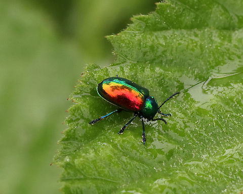 Dogbane Beetle - Chrysochus auratus Dogbane beetles are iridescent blue-green with metallic copper coloring on their front wings. The legs and antennae are dark blue. They have long, 12-jointed antennae.

These beetles are named for the dogbane plants that they frequently eat. The plants contain chemicals called cardenolides, which are bitter and toxic to other insects. Dogbane beetles are adapted to be able to eat and store these chemicals in their bodies, which helps to protect them from predators.

Habitat: Meadow
https://www.jungledragon.com/image/117859/dogbane_beetle_-_chrysochus_auratus.html
https://www.jungledragon.com/image/117858/dogbane_beetle_-_chrysochus_auratus.html
https://www.jungledragon.com/image/117857/dogbane_beetle_-_chrysochus_auratus.html
https://www.jungledragon.com/image/117856/dogbane_beetle_-_chrysochus_auratus.html
https://www.jungledragon.com/image/117855/dogbane_beetle_-_chrysochus_auratus.html Chrysochus auratus,Dogbane beetle,Geotagged,Summer,United States