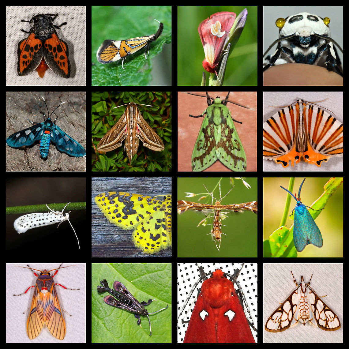 MOTH WEEK 2021 -- July 17-25, 2021 NATIONAL MOTH WEEK 2021 is almost upon us!!  From July 17-25, 2021, everyone is encouraged to get outside to observe and photograph moths! This is a WORLDWIDE event!<br />
<br />
We will be compiling a list of all moths shared on JungleDragon&rsquo;s website during Moth Week, so please share your photos at <a href="https://www.jungledragon.com/" rel="nofollow">https://www.jungledragon.com/</a><br />
<br />
The National Moth Week website has ideas on how to attract moths, such as turning on an outside lights and lamps, putting up a sheet that&rsquo;s illuminated by a light, smearing ferment on trees, etc.(<a href="http://nationalmothweek.org/finding-moths-2/" rel="nofollow">http://nationalmothweek.org/finding-moths-2/</a> )<br />
<br />
If anyone has any questions, please comment below! Mark your calendars and get your lights ready to shine! #JungleDragon #MothWeek2021 #NationalMothWeek<br />
<br />
<br />
Photo Credits:<br />
1. Edebessa bicolor by Ferdy Christant, <figure class="photo"><a href="https://www.jungledragon.com/image/70587/edebessa_bicolor_la_isla_escondida_colombia.html" title="Edebessa bicolor, La Isla Escondida, Colombia"><img src="https://s3.amazonaws.com/media.jungledragon.com/images/2/70587_thumb.jpg?AWSAccessKeyId=05GMT0V3GWVNE7GGM1R2&Expires=1759968010&Signature=S8B4SiPJXgu6N%2BTrIUPXFZ286fQ%3D" width="152" height="152" alt="Edebessa bicolor, La Isla Escondida, Colombia  Colombia,Colombia 2018,Colombia South,Edebessa bicolor,Fall,Geotagged,La Isla Escondida,Putumayo,South America,World" /></a></figure><br />
2. Alabonia geoffrella by Pudding4brains, <figure class="photo"><a href="https://www.jungledragon.com/image/94323/alabonia_geoffrella_linnaeus_1767.html" title="Alabonia geoffrella (Linnaeus, 1767)"><img src="https://s3.amazonaws.com/media.jungledragon.com/images/3890/94323_thumb.jpg?AWSAccessKeyId=05GMT0V3GWVNE7GGM1R2&Expires=1759968010&Signature=2KN6cVXCRPUEZevT5vYDI%2BtoR%2BY%3D" width="200" height="134" alt="Alabonia geoffrella (Linnaeus, 1767) 12 mm long Alabonia geoffrella,Lepidoptera,Oecophoridae,alabonia geoffrella" /></a></figure><br />
3. Axia (Epicimelia) theresiae by MohammadReza Ehssani, <figure class="photo"><a href="https://www.jungledragon.com/image/97443/axia_epicimelia_theresiae.html" title="Axia (Epicimelia) theresiae"><img src="https://s3.amazonaws.com/media.jungledragon.com/images/4332/97443_thumb.jpg?AWSAccessKeyId=05GMT0V3GWVNE7GGM1R2&Expires=1759968010&Signature=EzV3HCQkwrK7K372DgEygS7u230%3D" width="200" height="138" alt="Axia (Epicimelia) theresiae  Axia theresiae,Cimeliidae,Epicimelia,Epicimelia theresiae,Geotagged,Iran,Lepidoptera,axia,gold moth,lepidoptera,moth" /></a></figure><br />
4. Giant Leopard Moth by FrannySopranny, <figure class="photo"><a href="https://www.jungledragon.com/image/99277/giant_leopard_moth.html" title="Giant Leopard Moth"><img src="https://s3.amazonaws.com/media.jungledragon.com/images/3740/99277_thumb.jpg?AWSAccessKeyId=05GMT0V3GWVNE7GGM1R2&Expires=1759968010&Signature=deNS7buDzAu99jn1RTDUwXPCqXA%3D" width="200" height="134" alt="Giant Leopard Moth He exuded some of his distasteful droplets, in case I tried to eat him. Geotagged,Giant Leopard Moth,Hypercompe scribonia,Spring,United States" /></a></figure><br />
5. Cool Maiden by Claire Hamilton, <figure class="photo"><a href="https://www.jungledragon.com/image/23794/cool_maiden.html" title="Cool Maiden"><img src="https://s3.amazonaws.com/media.jungledragon.com/images/574/23794_thumb.jpg?AWSAccessKeyId=05GMT0V3GWVNE7GGM1R2&Expires=1759968010&Signature=aMFK%2FnaAkzbBbuFTVZCtjCLRRZE%3D" width="200" height="134" alt="Cool Maiden Yes, that is actually its name! A member of a group of day flying moths known as &#039;Handmaidens&#039;. They are slow flying with large narrow fore-wings and reduced hind wings. The wings have clear spots and patches.<br />
As is often the case, I was looking for something else and came across this real gem. Amata kuhlweini,Arctiidae,Cool Maiden,Geotagged,Moth Week 2018,South Africa,Spring,ctenuchinae,day moths,handmaidens,lepidoptera,moths,south africa" /></a></figure><br />
6. Silver-striped hawk moth by Ruth Spigelman, <figure class="photo"><a href="https://www.jungledragon.com/image/117829/silver-striped_hawk_moth.html" title="Silver-striped hawk moth"><img src="https://s3.amazonaws.com/media.jungledragon.com/images/3314/117829_thumb.jpg?AWSAccessKeyId=05GMT0V3GWVNE7GGM1R2&Expires=1759968010&Signature=xlf9Uhd7wxGn%2BHriKdgftGawQLE%3D" width="144" height="152" alt="Silver-striped hawk moth On a cold winter morning, this beautiful silver-striped hawk moth was a sight to behold. I stayed with it for 25 minutes watching it alternate between being at rest, then vibrating its wings - and what was really great to see was the increased speed by which it did that, as the minutes passed and it gradually became warmer. This pre-flight thermoregulation involves the muscles being contracted to create only a minimal amount of wing movement, which produces as much heat as possible to elevate thoracic temperatures to flight-levels. Eventually, it flew off.<br />
                                        <br />
Larvae of Hippotion celerio enjoy grapevine (Vitis sp.) hence the other common name of vine moth. I read that other host plants include Epilobium (willowherb), Fuchsia, Parthenocissus (Virginia creeper) and other related vines such as Cissus.  <br />
<br />
Seen here on native prostrate Hibbertia sp. <br />
<br />
Wingspan 6 cm<br />
<br />
https://www.jungledragon.com/image/118605/silver-striped_hawk_moth_lateral.html Australia,Geotagged,Hippotion celerio,Lepidoptera,Macro,Silver-striped hawk-moth,Sphingidae,Winter,arthropod,fauna,insect,invertebrate,vine hawk moth" /></a></figure><br />
7. Symphlebia underwoodi by Peter Dexter Hoell, <figure class="photo"><a href="https://www.jungledragon.com/image/104393/symphlebia_underwoodi.html" title="Symphlebia underwoodi"><img src="https://s3.amazonaws.com/media.jungledragon.com/images/4395/104393_thumb.jpg?AWSAccessKeyId=05GMT0V3GWVNE7GGM1R2&Expires=1759968010&Signature=8tSSFNjUxJ100oFQwg5sUWjp6Kg%3D" width="120" height="152" alt="Symphlebia underwoodi Dapa, Valle Del Cauca 2100m Symphlebia underwoodi" /></a></figure><br />
8. Pityeja histrionaria by Ferdy Christant, <figure class="photo"><a href="https://www.jungledragon.com/image/77137/pityeja_histrionaria_la_planada_nature_reserve_colombia.html" title="Pityeja histrionaria, La Planada Nature Reserve, Colombia"><img src="https://s3.amazonaws.com/media.jungledragon.com/images/2/77137_thumb.jpg?AWSAccessKeyId=05GMT0V3GWVNE7GGM1R2&Expires=1759968010&Signature=HObOXVnTEivrMsNWEPdXArcQoJs%3D" width="200" height="132" alt="Pityeja histrionaria, La Planada Nature Reserve, Colombia  Colombia,Colombia 2018,Colombia South,Fall,Geotagged,La Planada Nature Reserve,Pityeja histrionaria,South America" /></a></figure><br />
9. American Ermine Moth (Yponomeuta multipunctella) by Lisa Kimmerling, <figure class="photo"><a href="https://www.jungledragon.com/image/115726/american_ermine_moth_yponomeuta_multipunctella.html" title="American Ermine Moth (Yponomeuta multipunctella)"><img src="https://s3.amazonaws.com/media.jungledragon.com/images/3231/115726_thumb.jpg?AWSAccessKeyId=05GMT0V3GWVNE7GGM1R2&Expires=1759968010&Signature=fStyhudW8JAG1dIYHVAfCW225bc%3D" width="200" height="134" alt="American Ermine Moth (Yponomeuta multipunctella) On a Smilax sp. vine at a mixed forest edge.<br />
https://www.jungledragon.com/image/115727/american_ermine_moth_yponomeuta_multipunctella.html American Ermine Moth,Geotagged,Spring,United States,Yponomeuta multipunctella" /></a></figure><br />
10. Eois golosata by Peter Dexter Hoell, <figure class="photo"><a href="https://www.jungledragon.com/image/99216/eois_golosata.html" title="Eois golosata"><img src="https://s3.amazonaws.com/media.jungledragon.com/images/4395/99216_thumb.jpg?AWSAccessKeyId=05GMT0V3GWVNE7GGM1R2&Expires=1759968010&Signature=w0SaX5eLNGabam5%2FMBp2KkeOOcM%3D" width="200" height="122" alt="Eois golosata Dapa, Valle Del Cauca 2100m Eois golosata,Moth Week 2020" /></a></figure><br />
11. Oxyptilus chrysodactyla by Pudding4brains, <figure class="photo"><a href="https://www.jungledragon.com/image/96711/oxyptilus_chrysodactyla.html" title="Oxyptilus chrysodactyla"><img src="https://s3.amazonaws.com/media.jungledragon.com/images/3043/96711_thumb.jpg?AWSAccessKeyId=05GMT0V3GWVNE7GGM1R2&Expires=1759968010&Signature=lTFlro2mX9a%2F0Vc8Nl4eJs8pTlA%3D" width="200" height="114" alt="Oxyptilus chrysodactyla  Jane&#039;s garden,Oxyptilus,Oxyptilus chrysodactyla,Pterophoridae,Pterophorinae,nl: Havikskruidvedermot" /></a></figure><br />
12. Forester Moth by Jivko Nakev, <figure class="photo"><a href="https://www.jungledragon.com/image/31389/forester_moth.html" title="Forester Moth"><img src="https://s3.amazonaws.com/media.jungledragon.com/images/1332/31389_thumb.jpg?AWSAccessKeyId=05GMT0V3GWVNE7GGM1R2&Expires=1759968010&Signature=Vv6aUsFBkRr4ryidw66oJ%2FNHBxY%3D" width="200" height="134" alt="Forester Moth Forester moth - Adscita obscura Adscita obscura,Animalia,Arthropoda,Bulgaria,Burnet moth,Europe,Forester moth,Geotagged,Insecta,Iskar river,Lepidoptera,Moth Week 2018,Procris obscura,Sofia,Summer,Wildlife,Zygaenidae" /></a></figure><br />
13. Idalus erythronota by Ferdy Christant, <figure class="photo"><a href="https://www.jungledragon.com/image/77135/idalus_erythronota_la_planada_nature_reserve_colombia.html" title="Idalus erythronota, La Planada Nature Reserve, Colombia"><img src="https://s3.amazonaws.com/media.jungledragon.com/images/2/77135_thumb.jpg?AWSAccessKeyId=05GMT0V3GWVNE7GGM1R2&Expires=1759968010&Signature=lUk%2B3TyVicSC4cO8Iax9EiiDigw%3D" width="142" height="152" alt="Idalus erythronota, La Planada Nature Reserve, Colombia It&#039;s easy to miss details when a species is overwhelmingly vibrant. For example this species has purple shoulders...and red lipstick :) Colombia,Colombia 2018,Colombia South,Fall,Geotagged,Idalus erythronota,La Planada Nature Reserve,South America" /></a></figure><br />
14. Virginia Creeper Clearwing - Albuna fraxini by Christine Young, <figure class="photo"><a href="https://www.jungledragon.com/image/63250/virginia_creeper_clearwing_-_albuna_fraxini.html" title="Virginia Creeper Clearwing - Albuna fraxini"><img src="https://s3.amazonaws.com/media.jungledragon.com/images/3232/63250_thumb.jpg?AWSAccessKeyId=05GMT0V3GWVNE7GGM1R2&Expires=1759968010&Signature=MlO4eWKXns88w6%2ByCONOd58k0fE%3D" width="200" height="166" alt="Virginia Creeper Clearwing - Albuna fraxini This moth was such a stunner!  Its forewings were partly black and marked with reddish purple and an orange discal bar.  The abdomen was black and had a flared, brushy tuft at the tip. Antennae have a white band near the ends.<br />
<br />
Spotted resting low near the ground on vegetation in a deciduous forest. I tried to be very stealthy to sneak up on this moth before it got scared away. I knew I would have to use my flash, which would undoubtedly scare it off.  So, I basically got one shot before it took off. I would have loved to get more shots of this beauty! It&#039;s my first time finding a clearwing borer! Albuna fraxini,Geotagged,Moth Week 2018,Sesiidae,Summer,Virginia creeper clearwing,moth" /></a></figure><br />
15. Hyperthaema sanguineata by Rodrigo Bernal, <figure class="photo"><a href="https://www.jungledragon.com/image/100095/hyperthaema_sanguineata_erebidae.html" title="Hyperthaema sanguineata (Erebidae)"><img src="https://s3.amazonaws.com/media.jungledragon.com/images/3649/100095_thumb.JPG?AWSAccessKeyId=05GMT0V3GWVNE7GGM1R2&Expires=1759968010&Signature=LwU9bq9vTVULeuFzBOKwRxBk0Y0%3D" width="104" height="152" alt="Hyperthaema sanguineata (Erebidae) Huila, Reserva Merenberg, 2200 m. The oldest private reserve in Colombia. Colombia,Geotagged,Hyperthaema sanguineata,Summer" /></a></figure><br />
16. Cirrhochrista grabczewskyi by Ferdy Christant, <figure class="photo"><a href="https://www.jungledragon.com/image/89584/cirrhochrista_cygnalis_ivoloina_park_madagascar.html" title="Cirrhochrista cygnalis, Ivoloina park, Madagascar"><img src="https://s3.amazonaws.com/media.jungledragon.com/images/2/89584_thumb.jpg?AWSAccessKeyId=05GMT0V3GWVNE7GGM1R2&Expires=1759968010&Signature=IWX9mBY7PkCDMKhtxR96O7yNnh4%3D" width="200" height="134" alt="Cirrhochrista cygnalis, Ivoloina park, Madagascar  Africa,Cirrhochrista cygnalis,Crambidae,Geotagged,Ivoloina park,LepiLED,Madagascar,Madagascar 2019,Winter,World" /></a></figure><br />
 International Moth Week,Moth,Moth Week,Moth Week 2021,National Moth Week