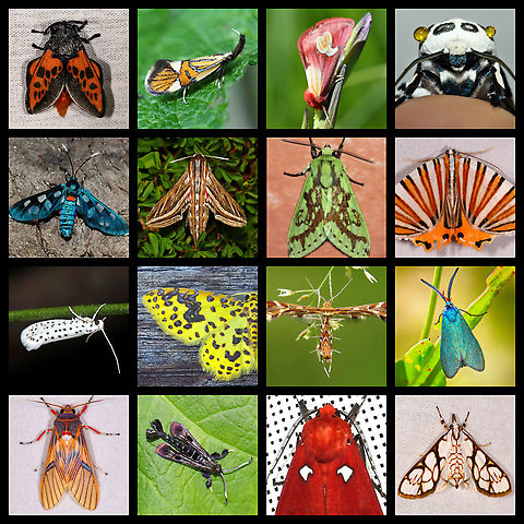 MOTH WEEK 2021 -- July 17-25, 2021 NATIONAL MOTH WEEK 2021 is almost upon us!!  From July 17-25, 2021, everyone is encouraged to get outside to observe and photograph moths! This is a WORLDWIDE event!

We will be compiling a list of all moths shared on JungleDragon&rsquo;s website during Moth Week, so please share your photos at https://www.jungledragon.com/

The National Moth Week website has ideas on how to attract moths, such as turning on an outside lights and lamps, putting up a sheet that&rsquo;s illuminated by a light, smearing ferment on trees, etc.(http://nationalmothweek.org/finding-moths-2/ )

If anyone has any questions, please comment below! Mark your calendars and get your lights ready to shine! #JungleDragon #MothWeek2021 #NationalMothWeek


Photo Credits:
1. Edebessa bicolor by Ferdy Christant, https://www.jungledragon.com/image/70587/edebessa_bicolor_la_isla_escondida_colombia.html
2. Alabonia geoffrella by Pudding4brains, https://www.jungledragon.com/image/94323/alabonia_geoffrella_linnaeus_1767.html
3. Axia (Epicimelia) theresiae by MohammadReza Ehssani, https://www.jungledragon.com/image/97443/axia_epicimelia_theresiae.html
4. Giant Leopard Moth by FrannySopranny, https://www.jungledragon.com/image/99277/giant_leopard_moth.html
5. Cool Maiden by Claire Hamilton, https://www.jungledragon.com/image/23794/cool_maiden.html
6. Silver-striped hawk moth by Ruth Spigelman, https://www.jungledragon.com/image/117829/silver-striped_hawk_moth.html
7. Symphlebia underwoodi by Peter Dexter Hoell, https://www.jungledragon.com/image/104393/symphlebia_underwoodi.html
8. Pityeja histrionaria by Ferdy Christant, https://www.jungledragon.com/image/77137/pityeja_histrionaria_la_planada_nature_reserve_colombia.html
9. American Ermine Moth (Yponomeuta multipunctella) by Lisa Kimmerling, https://www.jungledragon.com/image/115726/american_ermine_moth_yponomeuta_multipunctella.html
10. Eois golosata by Peter Dexter Hoell, https://www.jungledragon.com/image/99216/eois_golosata.html
11. Oxyptilus chrysodactyla by Pudding4brains, https://www.jungledragon.com/image/96711/oxyptilus_chrysodactyla.html
12. Forester Moth by Jivko Nakev, https://www.jungledragon.com/image/31389/forester_moth.html
13. Idalus erythronota by Ferdy Christant, https://www.jungledragon.com/image/77135/idalus_erythronota_la_planada_nature_reserve_colombia.html
14. Virginia Creeper Clearwing - Albuna fraxini by Christine Young, https://www.jungledragon.com/image/63250/virginia_creeper_clearwing_-_albuna_fraxini.html
15. Hyperthaema sanguineata by Rodrigo Bernal, https://www.jungledragon.com/image/100095/hyperthaema_sanguineata_erebidae.html
16. Cirrhochrista grabczewskyi by Ferdy Christant, https://www.jungledragon.com/image/89584/cirrhochrista_grabczewskyi_ivoloina_park_madagascar.html
 International Moth Week,Moth,Moth Week,Moth Week 2021,National Moth Week