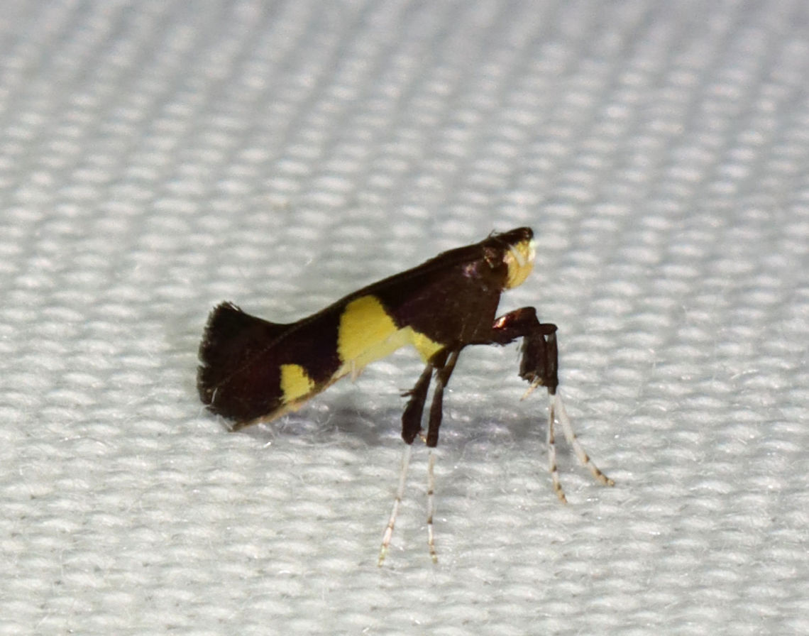 Maple Caloptilia Moth - Caloptilia bimaculatella TL: ~ 5mm. Shiny, dark purplish FW with two yellow triangles. Host: Maple<br />
<br />
Habitat: Attracted to 365 and 395 nm LED lights in a semi-rural area<br />
<br />
2021(131) Caloptilia,Caloptilia bimaculatella,Geotagged,Gracillariidae,Maple Caloptilia Moth,Summer,United States,moth