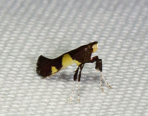 Maple Caloptilia Moth - Caloptilia bimaculatella TL: ~ 5mm. Shiny, dark purplish FW with two yellow triangles. Host: Maple

Habitat: Attracted to 365 and 395 nm LED lights in a semi-rural area

2021(131) Caloptilia,Caloptilia bimaculatella,Geotagged,Gracillariidae,Maple Caloptilia Moth,Summer,United States,moth