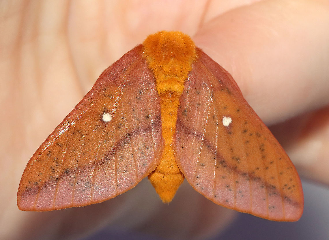 Orangestriped Oakworm - Anisota senatoria Habitat: Attracted to 365 and 395 nm LED lights in a semi-rural area<br />
<br />
2021(132)<br />
<figure class="photo"><a href="https://www.jungledragon.com/image/118002/orangestriped_oakworm_-_anisota_senatoria.html" title="Orangestriped Oakworm - Anisota senatoria"><img src="https://s3.amazonaws.com/media.jungledragon.com/images/3232/118002_thumb.jpg?AWSAccessKeyId=05GMT0V3GWVNE7GGM1R2&Expires=1759968010&Signature=SML3CqJVAuvLEkyaKSiw09VUUaM%3D" width="200" height="142" alt="Orangestriped Oakworm - Anisota senatoria Habitat: Attracted to 365 and 395 nm LED lights in a semi-rural area<br />
<br />
2021(132)<br />
https://www.jungledragon.com/image/118001/orangestriped_oakworm_-_anisota_senatoria.html Anisota senatoria,Geotagged,Orangestriped oakworm,Summer,United States" /></a></figure> Anisota,Anisota senatoria,Geotagged,Orangestriped oakworm,Summer,United States,moth,saturniidae