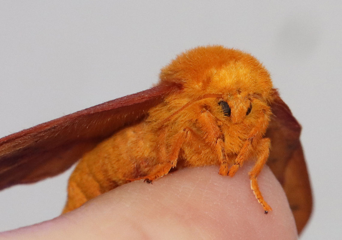 Orangestriped Oakworm - Anisota senatoria Habitat: Attracted to 365 and 395 nm LED lights in a semi-rural area<br />
<br />
2021(132)<br />
<figure class="photo"><a href="https://www.jungledragon.com/image/118001/orangestriped_oakworm_-_anisota_senatoria.html" title="Orangestriped Oakworm - Anisota senatoria"><img src="https://s3.amazonaws.com/media.jungledragon.com/images/3232/118001_thumb.jpg?AWSAccessKeyId=05GMT0V3GWVNE7GGM1R2&Expires=1759968010&Signature=4d05bMoDKfi%2FHOp0hx%2FIf70r%2BOU%3D" width="200" height="146" alt="Orangestriped Oakworm - Anisota senatoria Habitat: Attracted to 365 and 395 nm LED lights in a semi-rural area<br />
<br />
2021(132)<br />
https://www.jungledragon.com/image/118002/orangestriped_oakworm_-_anisota_senatoria.html Anisota,Anisota senatoria,Geotagged,Orangestriped oakworm,Summer,United States,moth,saturniidae" /></a></figure> Anisota senatoria,Geotagged,Orangestriped oakworm,Summer,United States