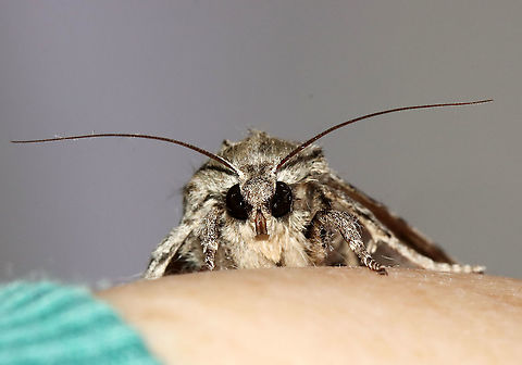 Acronicta sp.? Maybe a worn Acronicta americana?

Habitat: Attracted to 365 and 395 nm LED lights in a semi-rural area

2021()
https://www.jungledragon.com/image/118004/acronicta_sp.html Geotagged,Summer,United States