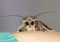 Acronicta sp.? Maybe a worn Acronicta americana?<br />
<br />
Habitat: Attracted to 365 and 395 nm LED lights in a semi-rural area<br />
<br />
2021()<br />
https://www.jungledragon.com/image/118004/acronicta_sp.html Geotagged,Summer,United States
