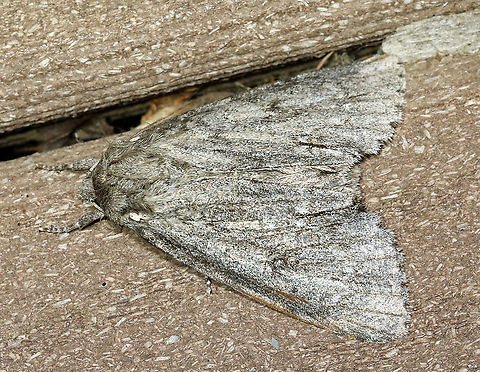Acronicta sp.? Maybe a worn Acronicta americana?

Habitat: Attracted to 365 and 395 nm LED lights in a semi-rural area

2021()
https://www.jungledragon.com/image/118003/acronicta_sp.html Acronicta,Geotagged,Summer,United States,moth