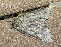 Acronicta sp.? Maybe a worn Acronicta americana?<br />
<br />
Habitat: Attracted to 365 and 395 nm LED lights in a semi-rural area<br />
<br />
2021()<br />
https://www.jungledragon.com/image/118003/acronicta_sp.html Acronicta,Geotagged,Summer,United States,moth