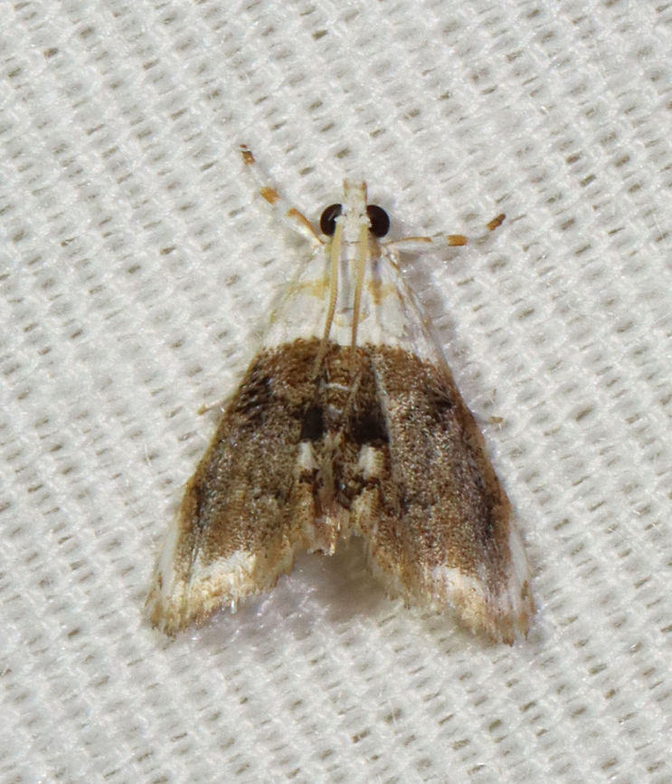 Sooty Lipocosmodes - Lipocosmodes fuliginosalis TL: ~6 mm. White FW with large brown patch in median area. Hosts: Unknown. Status: Common.<br />
<br />
Habitat: Attracted to 365 and 395 nm LED lights in a semi-rural area<br />
<br />
2021(133) Crambidae,Geotagged,Lipocosmodes,Lipocosmodes fuliginosalis,Sooty Lipocosmodes,Summer,United States,moth