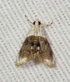 Sooty Lipocosmodes - Lipocosmodes fuliginosalis TL: ~6 mm. White FW with large brown patch in median area. Hosts: Unknown. Status: Common.

Habitat: Attracted to 365 and 395 nm LED lights in a semi-rural area

2021(133) Crambidae,Geotagged,Lipocosmodes,Lipocosmodes fuliginosalis,Sooty Lipocosmodes,Summer,United States,moth