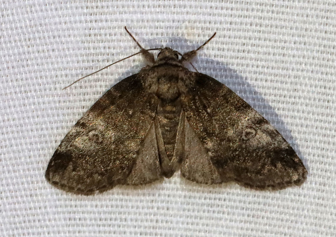 Pale Baileya - Baileya levitans WS: ~16 mm. Brownish FW with white reniform spot that has a black dot in the center. Host: Unknown. Status: Uncommon.<br />
<br />
Habitat: Attracted to 365 and 395 nm LED lights in a semi-rural area<br />
<br />
2021(134) Baileya,Baileya levitans,Geotagged,Nolidae,Pale Baileya,Summer,United States,moth