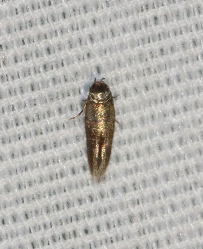 Moth - Periploca sp. Habitat: Attracted to 365 and 395 nm LED lights in a semi-rural area<br />
<br />
2021(135) Gelechioidea,Geotagged,Periploca,Summer,United States,moth