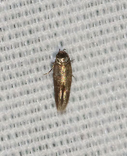 Moth - Periploca sp. Habitat: Attracted to 365 and 395 nm LED lights in a semi-rural area

2021(135) Gelechioidea,Geotagged,Periploca,Summer,United States,moth