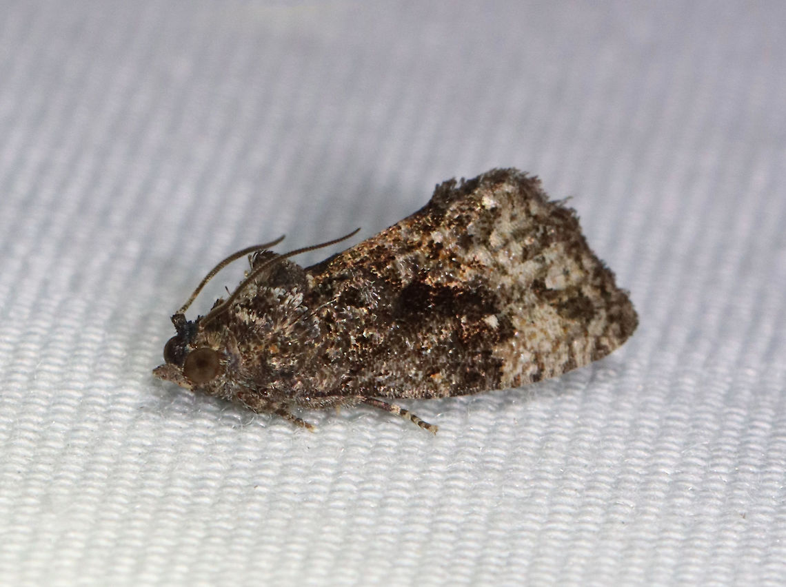 Dotted Gymnandrosoma - Gymnandrosoma punctidiscanum TL: ~10 mm. Grayish brown FW with marbled appearance. Thoracic tuft. White discal spots. Hosts: Locust. Status: Common.<br />
<br />
Habitat: Attracted to 365 and 395 nm lights in a semi-rural area<br />
<br />
2021(136) Dotted ecdytolopha moth,Geotagged,Gymnandrosoma punctidiscanum,Summer,Tortricidae,United States,gymnandrosoma,moth
