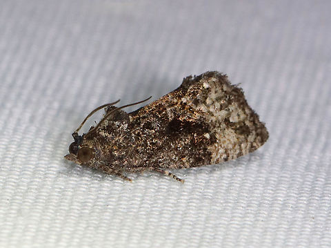 Dotted Gymnandrosoma - Gymnandrosoma punctidiscanum TL: ~10 mm. Grayish brown FW with marbled appearance. Thoracic tuft. White discal spots. Hosts: Locust. Status: Common.

Habitat: Attracted to 365 and 395 nm lights in a semi-rural area

2021(136) Dotted ecdytolopha moth,Geotagged,Gymnandrosoma punctidiscanum,Summer,Tortricidae,United States,gymnandrosoma,moth