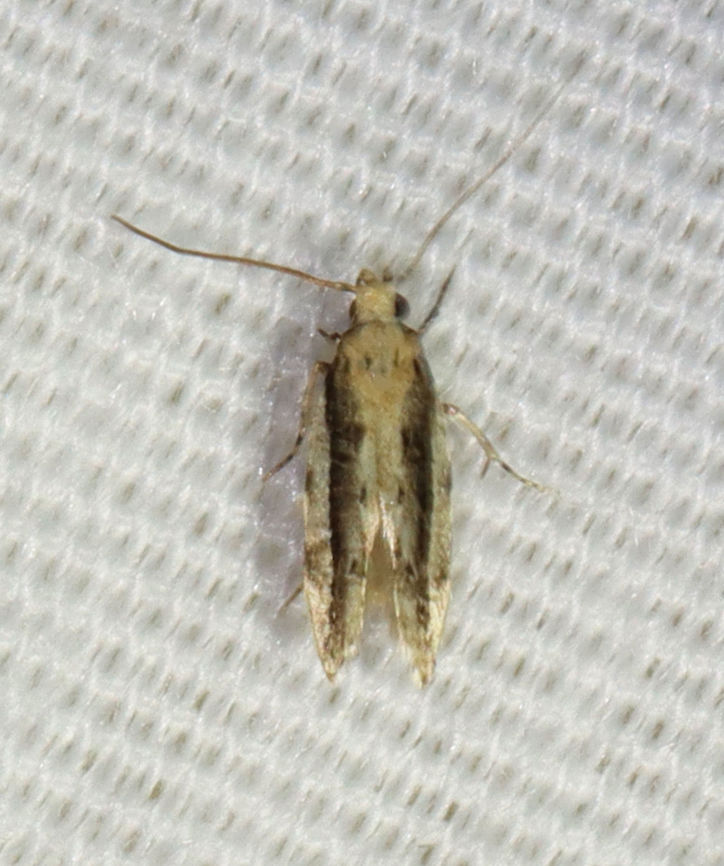 White-edged Coleotechnites - Coleotechnites albicostata Habitat: Attracted to 365 and 395 nm lights in a semi-rural area<br />
<br />
2021(137) Coleotechnites,Coleotechnites albicostata,Gelechiidae,Geotagged,Summer,United States,White-edged Coleotechnites,moth