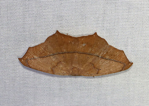 Large Maple Spanworm - Prochoerodes lineola WS: ~ 45 mm. Very variable. Tiny, black discal spots mark all wings. Hosts: Deciduous trees and low plants

Habitat: Attracted to 365 and 395 nm lights in a semi-rural area

2021(138) Geometridae,Geotagged,Large maple spanworm,Prochoerodes,Prochoerodes lineola,Summer,United States,moth