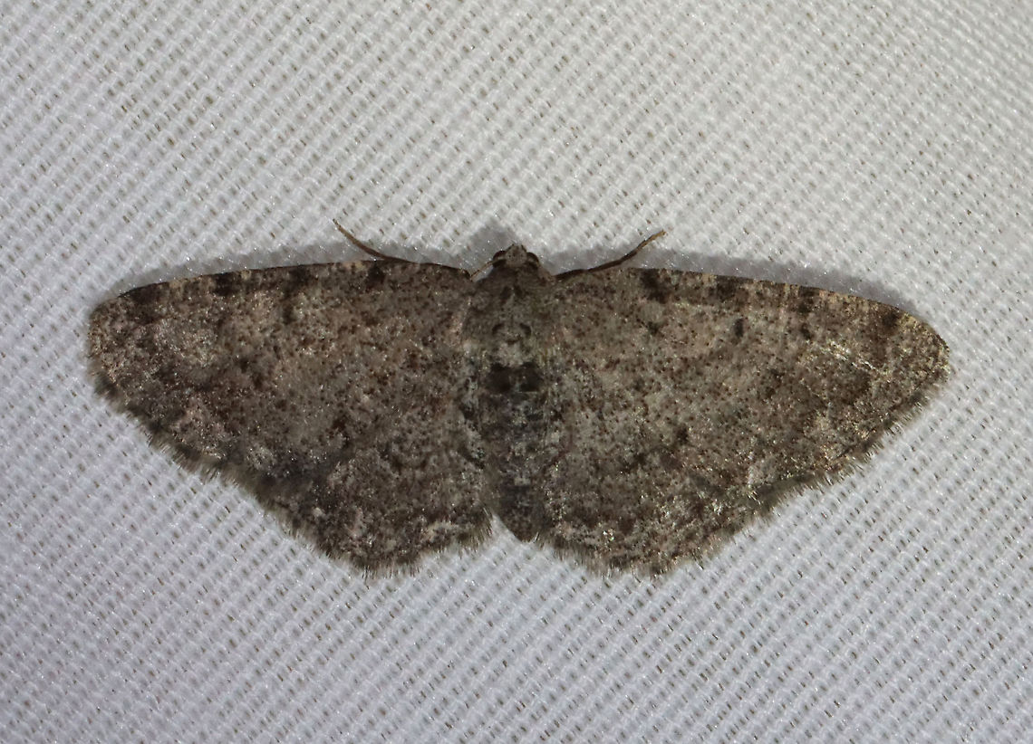 Four-barred Gray - Aethalura intertexta WS: ~20 mm. Gray wings with four black lines that widen toward costa. ST line is edged with white. Hosts: Alder and birch. Status: Common.<br />
<br />
Habitat: Attracted to 365 and 395 nm lights in a semi-rural area<br />
<br />
2021(139) Aethalura,Aethalura intertexta,Four-barred gray,Geometridae,Geotagged,Summer,United States,moth