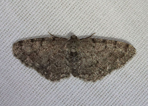 Four-barred Gray - Aethalura intertexta WS: ~20 mm. Gray wings with four black lines that widen toward costa. ST line is edged with white. Hosts: Alder and birch. Status: Common.

Habitat: Attracted to 365 and 395 nm lights in a semi-rural area

2021(139) Aethalura,Aethalura intertexta,Four-barred gray,Geometridae,Geotagged,Summer,United States,moth