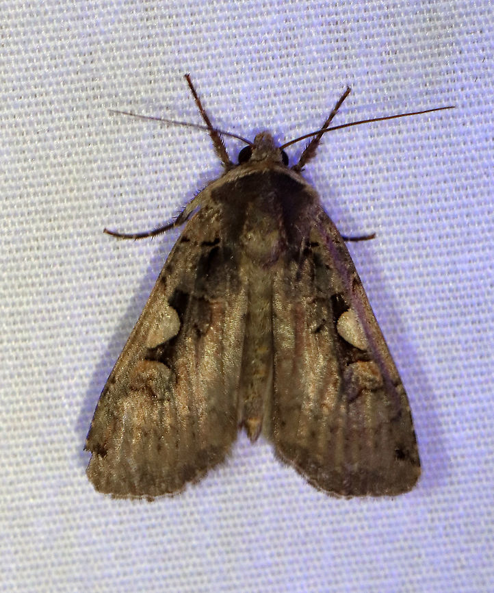 Greater Black-letter Dart - Xestia dolosa TL: ~20 mm. Scalloped AM line . Hosts: A variety of crops, trees, and plants, such as clover and barley.<br />
<br />
Habitat: Attracted to 365 and 395 nm LED lights in a rural area<br />
<br />
2021(d) Geotagged,Greater Black-letter Dart,Noctuidae,Summer,United States,Xestia,Xestia dolosa,moth
