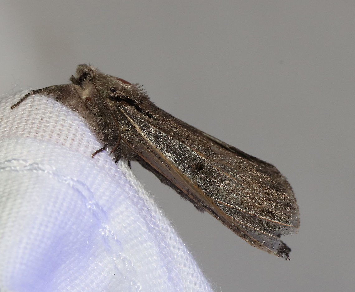 Moth - Schizura sp. I think it&#039;s either Schizura leptinoides or Schizura ipomoeae...Likely Schizura leptinoides?<br />
<br />
Habitat: Attracted to 365 and 395 nm lights in a semi-rural area<br />
<br />
2021(140) Geotagged,Notodontidae,Schizura,Summer,United States,moth,prominent
