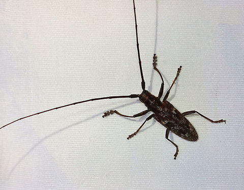 Carolina Pine Sawyer - Monochamus carolinensis Habitat: Attracted to a light; semi-rural area Geotagged,Monochamus,Monochamus carolinensis,Summer,United States,beetle,cerambycidae,sawyer beetle