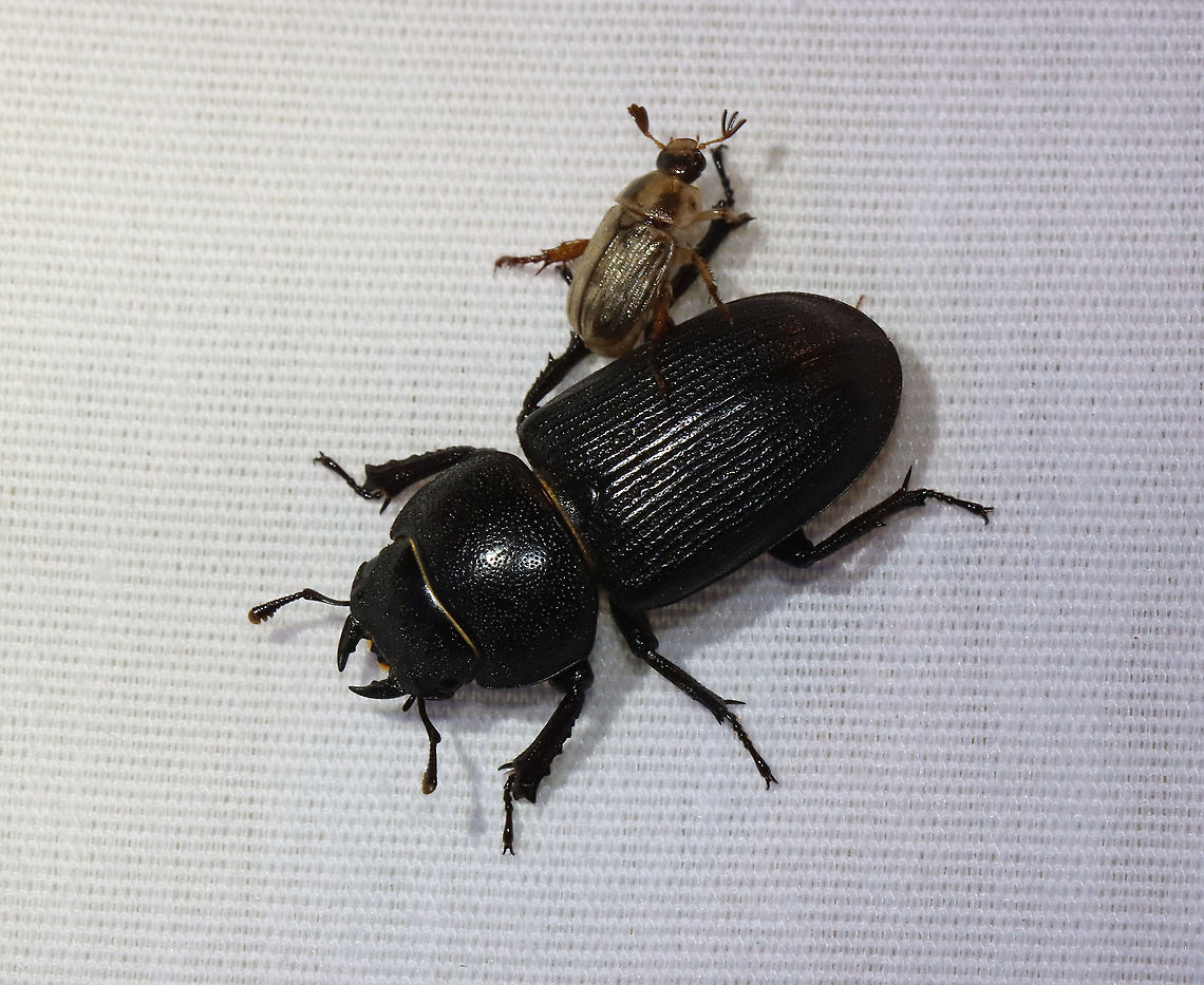 Dorcus parallelus Habitat: Attracted to a light; semi-rural area Dorcus parallelus,Geotagged,Lucanidae,Summer,United States,beetle