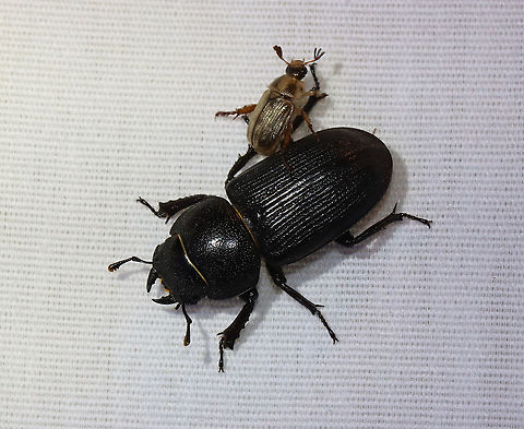 Dorcus parallelus
