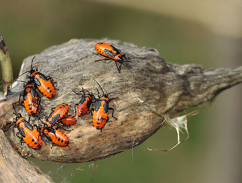 Milkweed Bugs - Oncopeltus fasciatus Habitat: Meadow Fall,Geotagged,Hemiptera,Large milkweed bug,Lygaeidae,Oncopeltus,Oncopeltus fasciatus,United States,but