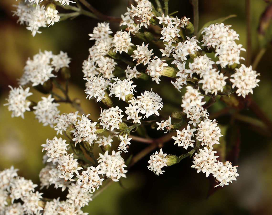 White Snakeroot - Ageratina altissima Early settlers thought that this plant was good to treat snakebites. But, it is actually highly toxic. In fact, Abraham Lincoln&#039;s mother was believed to have died from ingesting this plant (directly or indirectly).<br />
<br />
Habitat: Deciduous forest Ageratina,Ageratina altissima,Fall,Geotagged,United States,White snakeroot,mistflower