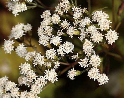 White Snakeroot - Ageratina altissima Early settlers thought that this plant was good to treat snakebites. But, it is actually highly toxic. In fact, Abraham Lincoln's mother was believed to have died from ingesting this plant (directly or indirectly).

Habitat: Deciduous forest Ageratina,Ageratina altissima,Fall,Geotagged,United States,White snakeroot,mistflower
