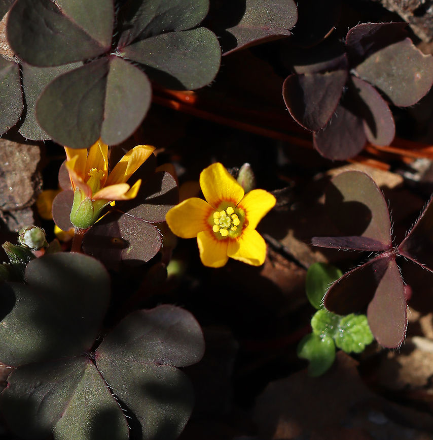 Creeping Woodsorrel - Oxalis corniculata Habitat: Overgrown garden Creeping woodsorrel,Fall,Geotagged,Oxalis,Oxalis corniculata,United States