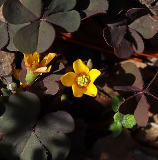 Creeping Woodsorrel - Oxalis corniculata Habitat: Overgrown garden Creeping woodsorrel,Fall,Geotagged,Oxalis,Oxalis corniculata,United States