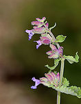 Nepeta sp. Does anyone know the species?<br />
<br />
Habitat: Overgrown garden<br />
https://www.jungledragon.com/image/118081/salvia_sp.html<br />
https://www.jungledragon.com/image/118083/salvia_sp.html<br />
https://www.jungledragon.com/image/118082/salvia_sp.html Fall,Geotagged,Nepeta,United States