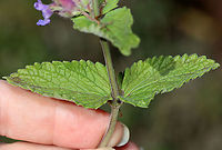 Nepeta sp. Does anyone know the species?<br />
<br />
Habitat: Overgrown garden<br />
https://www.jungledragon.com/image/118081/salvia_sp.html<br />
https://www.jungledragon.com/image/118083/salvia_sp.html<br />
https://www.jungledragon.com/image/118082/salvia_sp.html Fall,Geotagged,United States