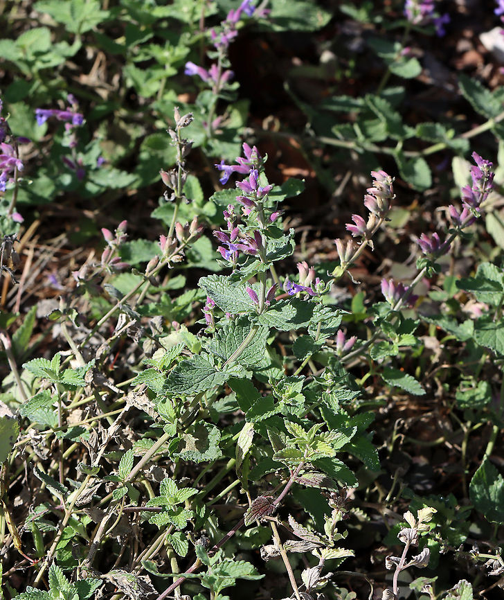 Nepeta sp. Does anyone know the species?<br />
<br />
Habitat: Overgrown garden<br />
<figure class="photo"><a href="https://www.jungledragon.com/image/118081/nepeta_sp.html" title="Nepeta sp."><img src="https://s3.amazonaws.com/media.jungledragon.com/images/3232/118081_thumb.jpg?AWSAccessKeyId=05GMT0V3GWVNE7GGM1R2&Expires=1769040010&Signature=rVlEGrL1DAZ6G5WZME4kHETmo5M%3D" width="118" height="152" alt="Nepeta sp. Does anyone know the species?<br />
<br />
Habitat: Overgrown garden<br />
https://www.jungledragon.com/image/118081/salvia_sp.html<br />
https://www.jungledragon.com/image/118083/salvia_sp.html<br />
https://www.jungledragon.com/image/118082/salvia_sp.html Fall,Geotagged,Nepeta,United States" /></a></figure><br />
<figure class="photo"><a href="https://www.jungledragon.com/image/118083/nepeta_sp.html" title="Nepeta sp."><img src="https://s3.amazonaws.com/media.jungledragon.com/images/3232/118083_thumb.jpg?AWSAccessKeyId=05GMT0V3GWVNE7GGM1R2&Expires=1769040010&Signature=zgYc8YP1klAI8K6%2F%2F6sVzjZ9WGg%3D" width="128" height="152" alt="Nepeta sp. Does anyone know the species?<br />
<br />
Habitat: Overgrown garden<br />
https://www.jungledragon.com/image/118081/salvia_sp.html<br />
https://www.jungledragon.com/image/118083/salvia_sp.html<br />
https://www.jungledragon.com/image/118082/salvia_sp.html Fall,Geotagged,United States,salvia" /></a></figure><br />
<figure class="photo"><a href="https://www.jungledragon.com/image/118082/nepeta_sp.html" title="Nepeta sp."><img src="https://s3.amazonaws.com/media.jungledragon.com/images/3232/118082_thumb.jpg?AWSAccessKeyId=05GMT0V3GWVNE7GGM1R2&Expires=1769040010&Signature=PB2aoEBnogwj2w03RYI1YkJKpG8%3D" width="200" height="136" alt="Nepeta sp. Does anyone know the species?<br />
<br />
Habitat: Overgrown garden<br />
https://www.jungledragon.com/image/118081/salvia_sp.html<br />
https://www.jungledragon.com/image/118083/salvia_sp.html<br />
https://www.jungledragon.com/image/118082/salvia_sp.html Fall,Geotagged,United States" /></a></figure> Fall,Geotagged,United States,salvia